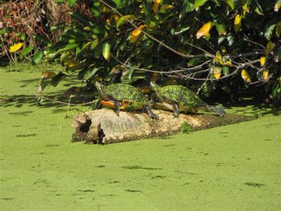 Turtles at Green Cay
