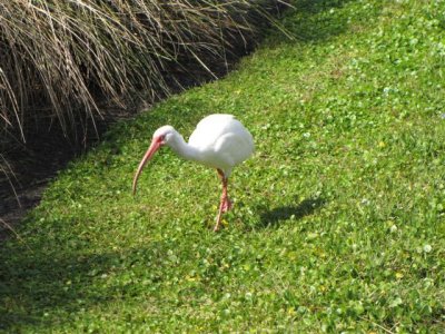 White Ibis at Wakodahatchee