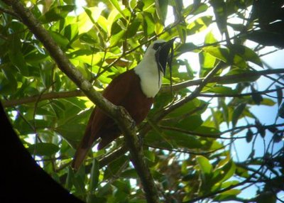 Three-wattled Bellbird at Baru