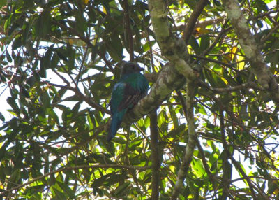 Resplendent Quetzal Female
