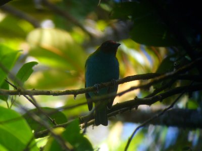 Female Quetzal