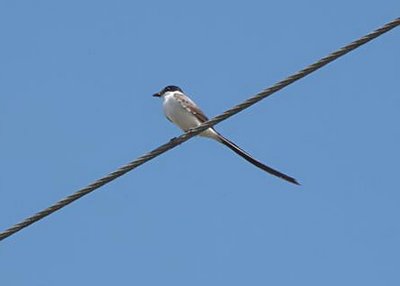 Fork-tailed Flycatcher