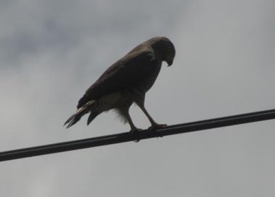 Roadside Hawk