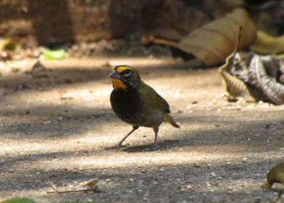 Yellow-faced Grassquit