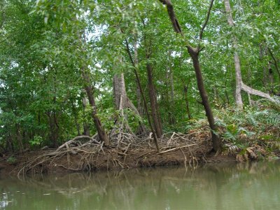 Mangroves