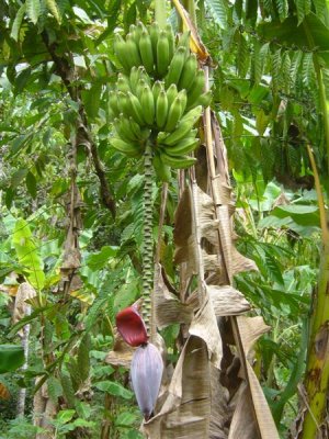 Bananas