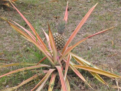 Pineapple