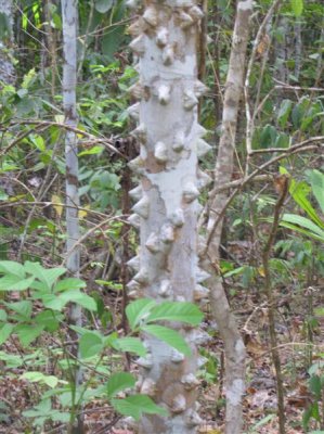 Alligator Tree