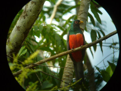 Black-tailed Trogon