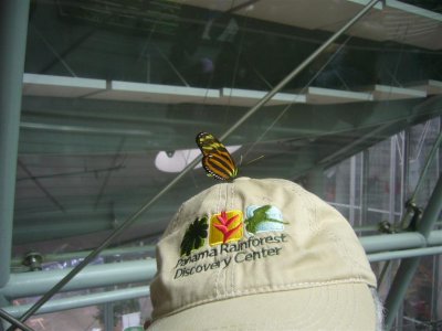Butterfly on Bobs Hat