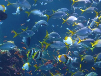 Fish at Aquarium