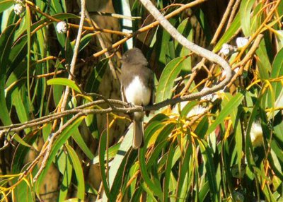 Black Phoebe