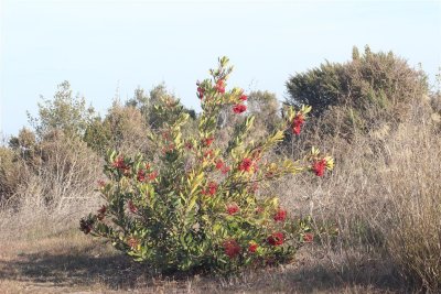 Bush