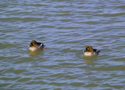 Common Goldeneye Females