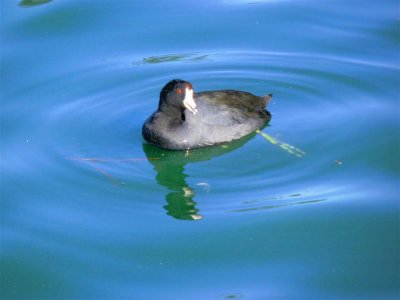 Cute Coot