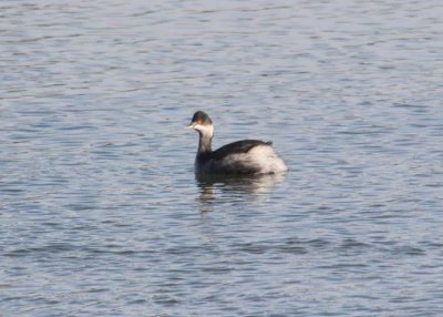 Eared Grebe
