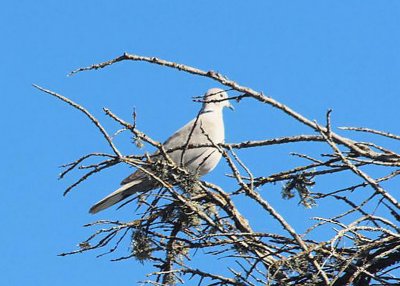 Eurasian Collared Dove in Santa Cruz