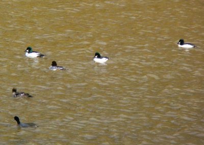 Common Goldeneye and Friends