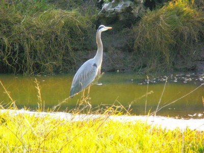 Great Blue Heron
