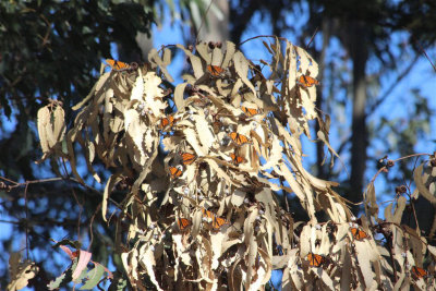 Monarchs at Lighthouse Field