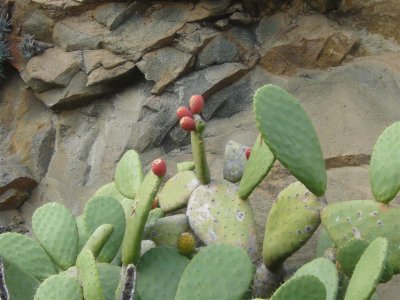 Prickly Pear