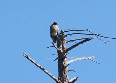 Red-tailed Hawk