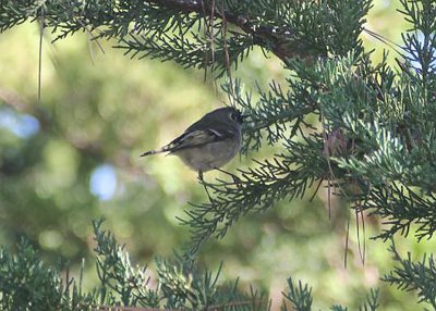 Ruby-crowned Kinglet
