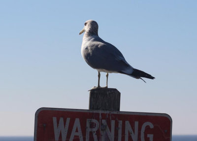 Western Gull