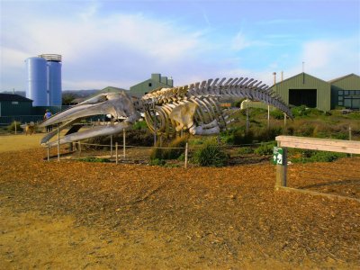 Whale at Marine Lab