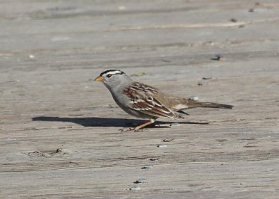 White-crowned Sparrow