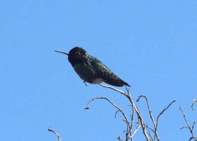 Anna's Hummingbird