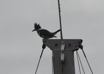 Belted Kingfisher in Morro Bay