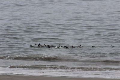 Bufflehead Flotilla at Morro Rock