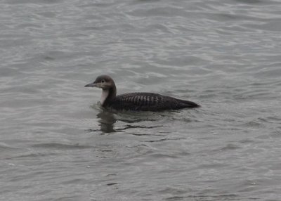 Common Loon