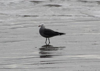 Heermann's Gull
