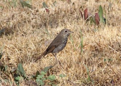 Hermit Thrush