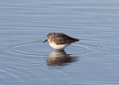 Least Sandpiper