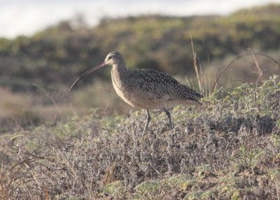 Long-billed Curlew