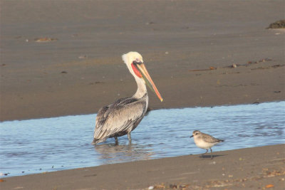 Pelican and Sandpiper