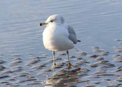 Ring-billed Gull.JPG
