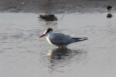 Royal Tern