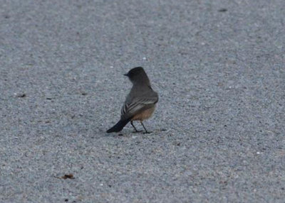 Say's Phoebe