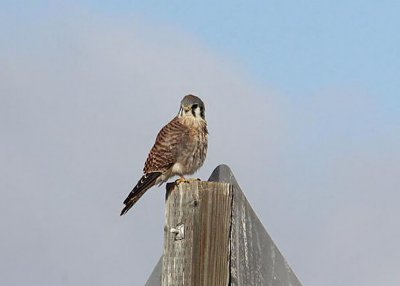 American Kestrel