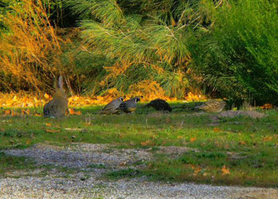 California Quail and Rabbit