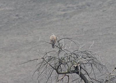 Ferruginous Hawk on Quien Sabe Road