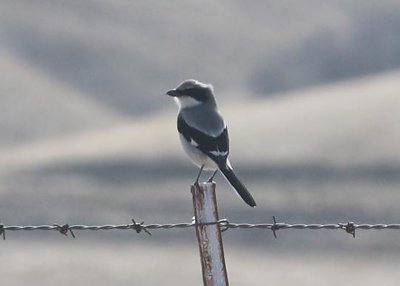 Loggerhead Shrike