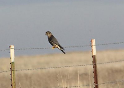 Merlin