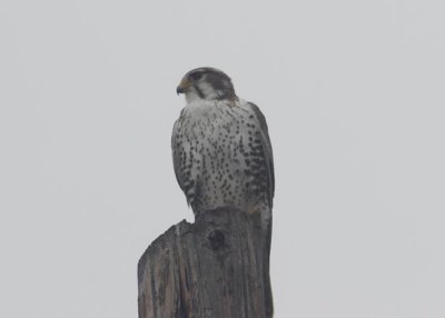 Prairie Falcon