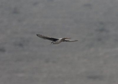 Prairie Falcon in Flight