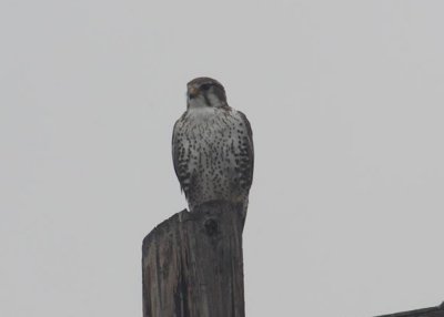 Prairie Falcon
